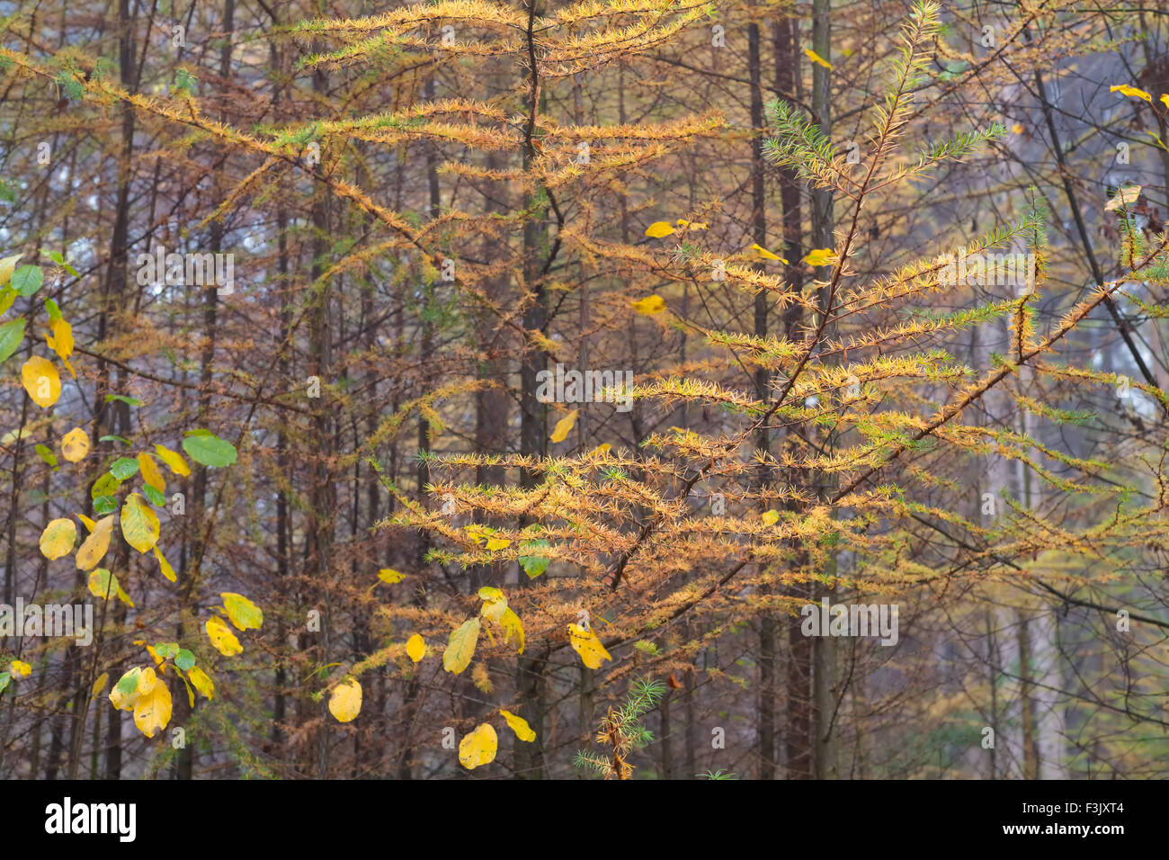 Foggy larice Bosco in autunno Foto Stock