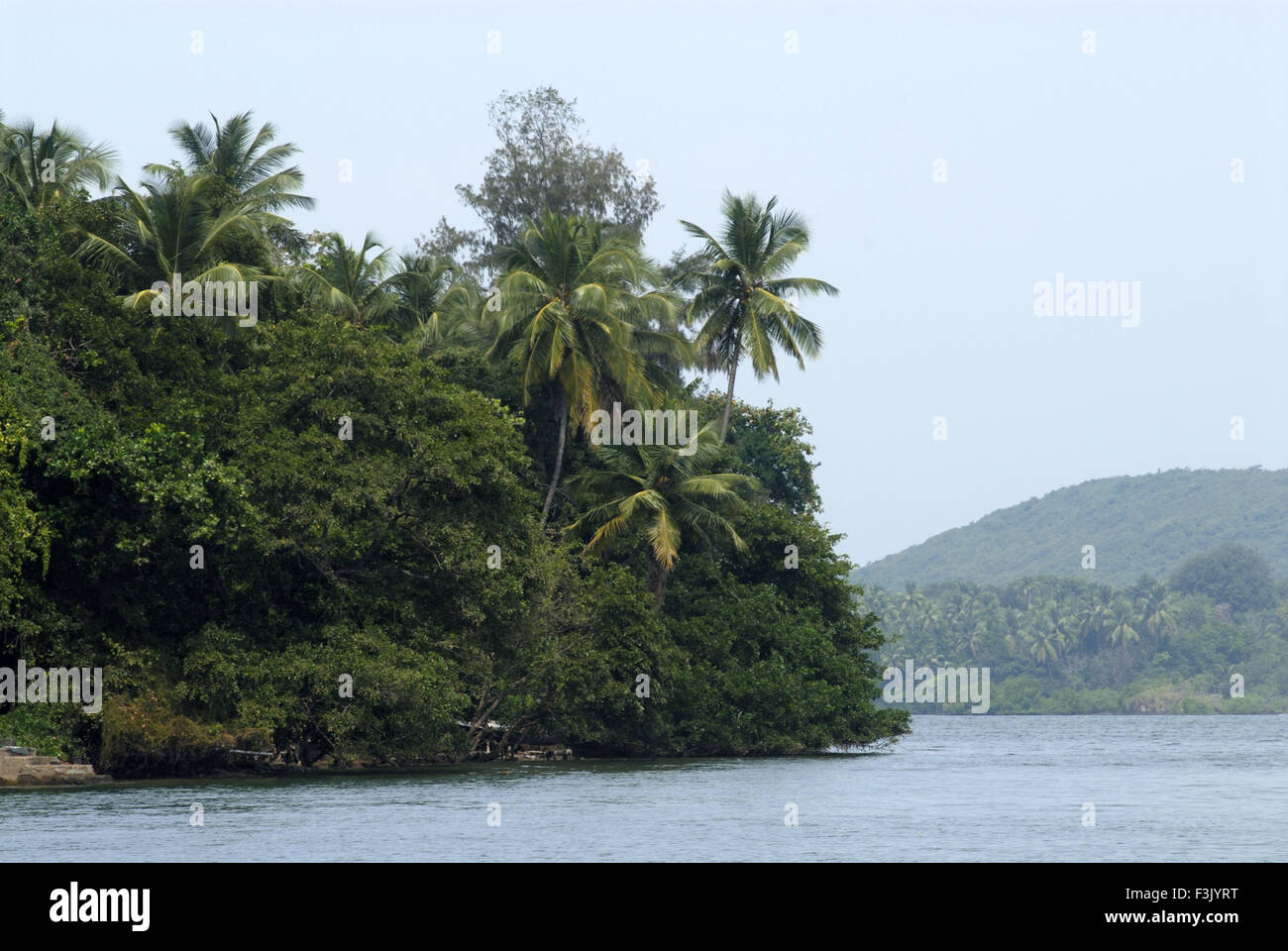 Lussureggianti mangrovie e palme da cocco a lagune del Fiume Karli a Tarkarli ; vicino Malvan Sindhudurg Maharashtra india Foto Stock