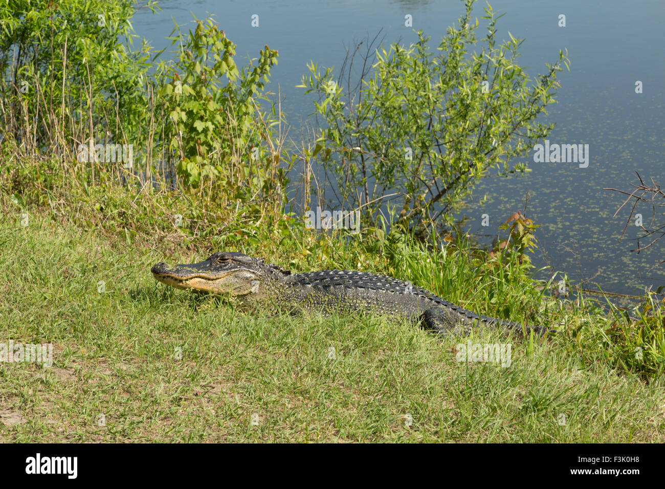 Un vicino la fotografia di un coccodrillo americano nel selvaggio vicino a Savannah in Georgia. Foto Stock