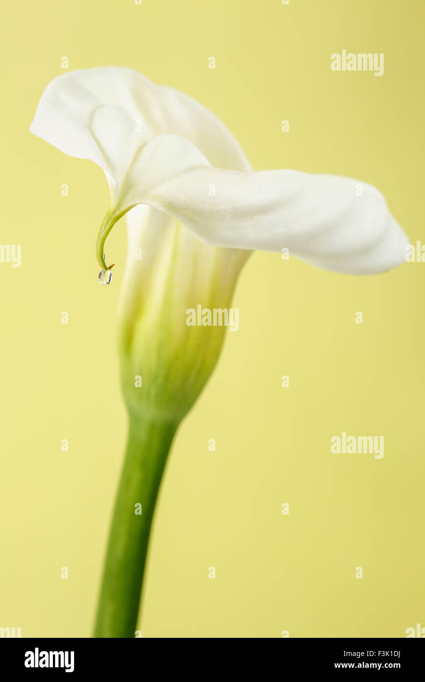 White Calla Lily close up Foto Stock
