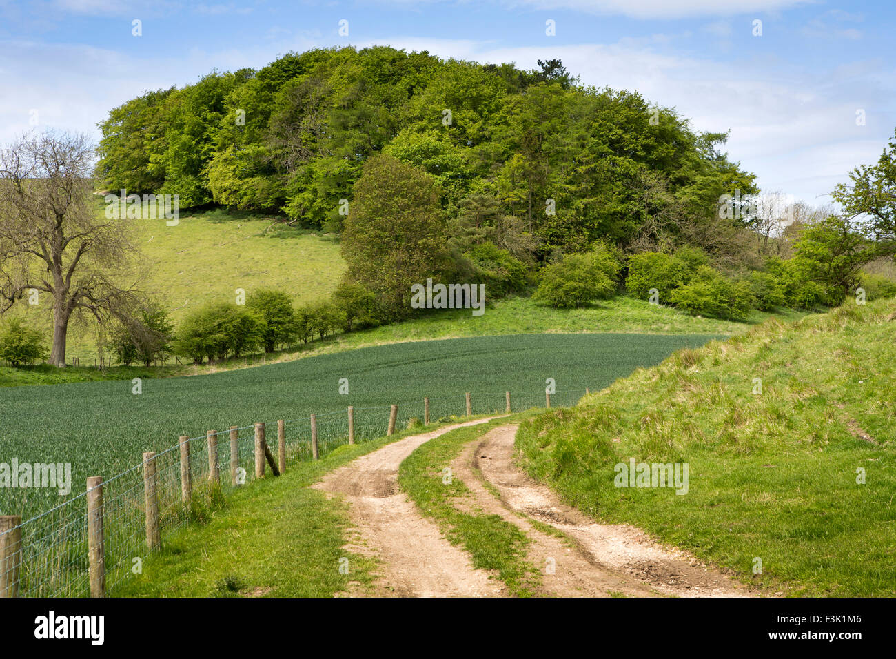 Regno Unito, Inghilterra, Yorkshire East Riding, Thixendale, Wolds Way passando Campo di grano al di sotto di bosco Foto Stock
