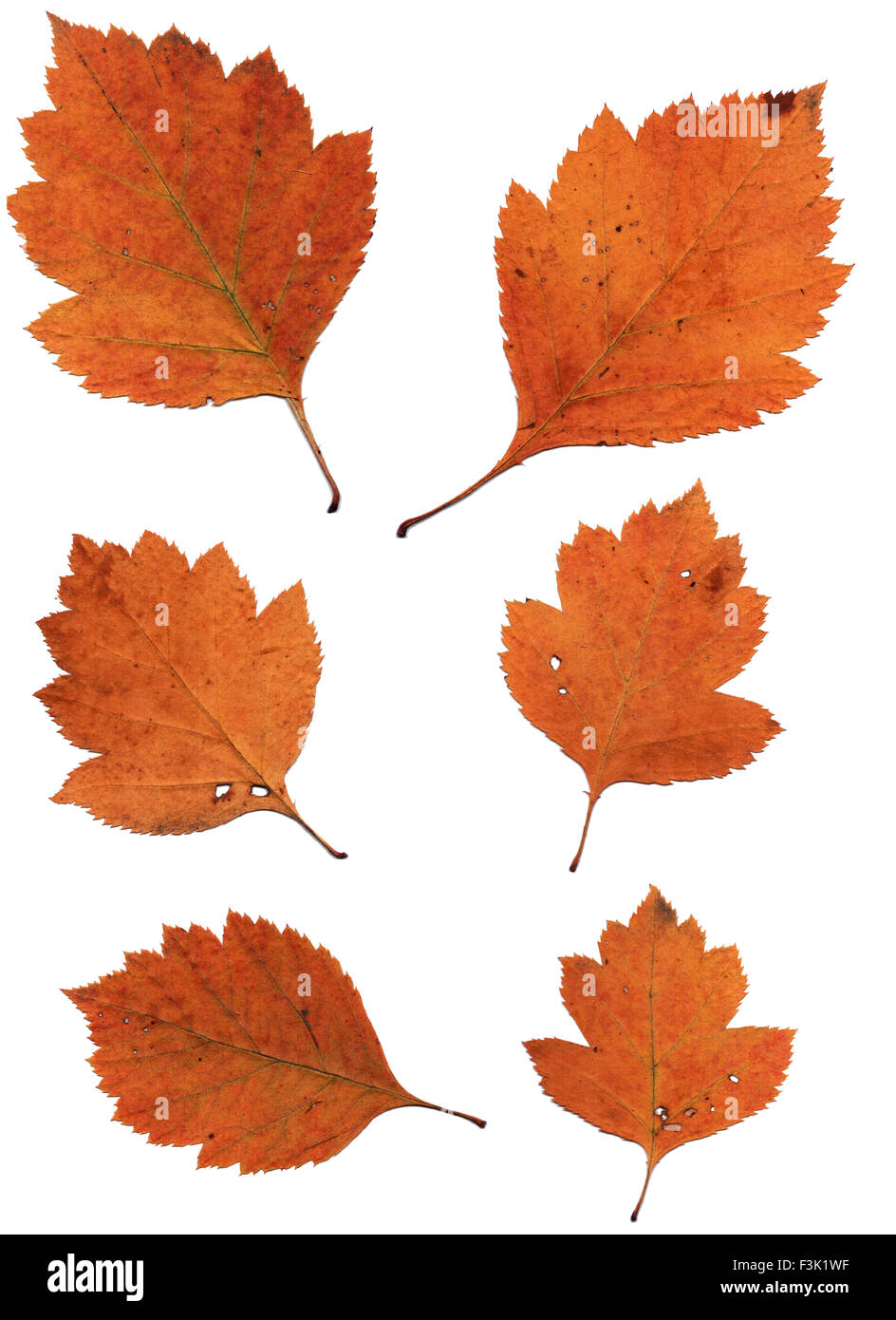 Set di foglie di autunno isolati su sfondo bianco Foto Stock