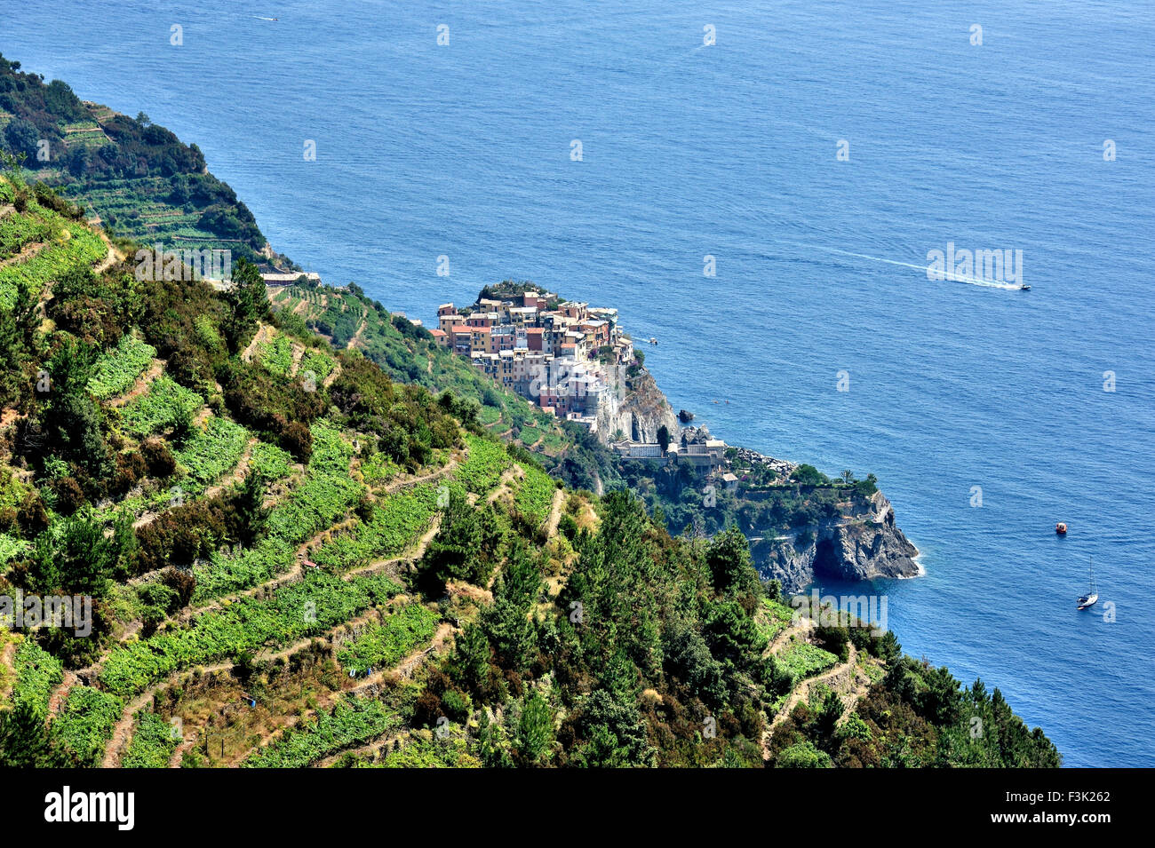 Vista la posizione esposta di Manarola presso la costa e la brusca discesa di circostanti vigneti, Cinque Terre, Italia Foto Stock