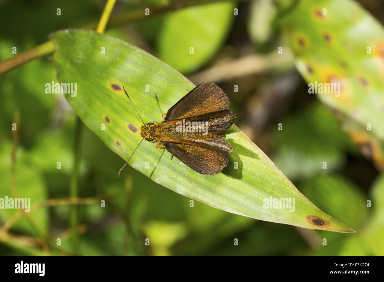 Bob di castagno, Lambrix sp, Agumbe ARRSC, Karnataka , India Hesperiidae : Skippers Foto Stock