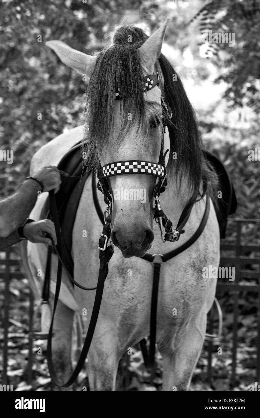 Barcellona è montato funzionario di polizia e il suo cavallo Foto Stock