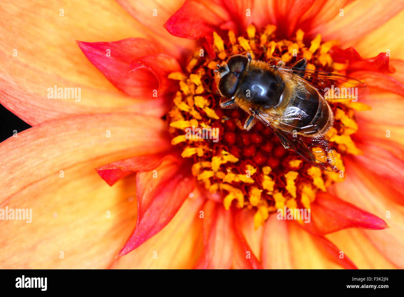 Leeds, Regno Unito. 08 ott 2015. Dopo una settimana di tempo umido il sole splendeva infine oggi evidenziando i bellissimi colori autunnali a golden acre park vicino a Leeds, West Yorkshire.Questo hover-fly era occupato impollinare un Fiore Dahlia testa. prese il 8 ottobre 2015. Credito: Andrew gardner/alamy live news Foto Stock