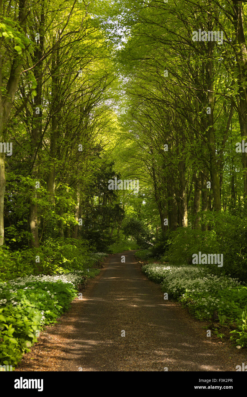 Regno Unito, Inghilterra, Yorkshire East Riding, Kilnwick Percy, Madhyamaka Kadampa Centro di Meditazione, percorso del bosco Foto Stock