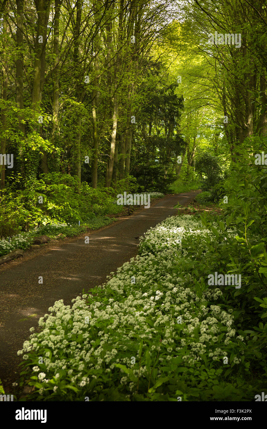 Regno Unito, Inghilterra, Yorkshire East Riding, Kilnwick Percy, Madhyamaka Kadampa Centro di Meditazione, percorso del bosco Foto Stock