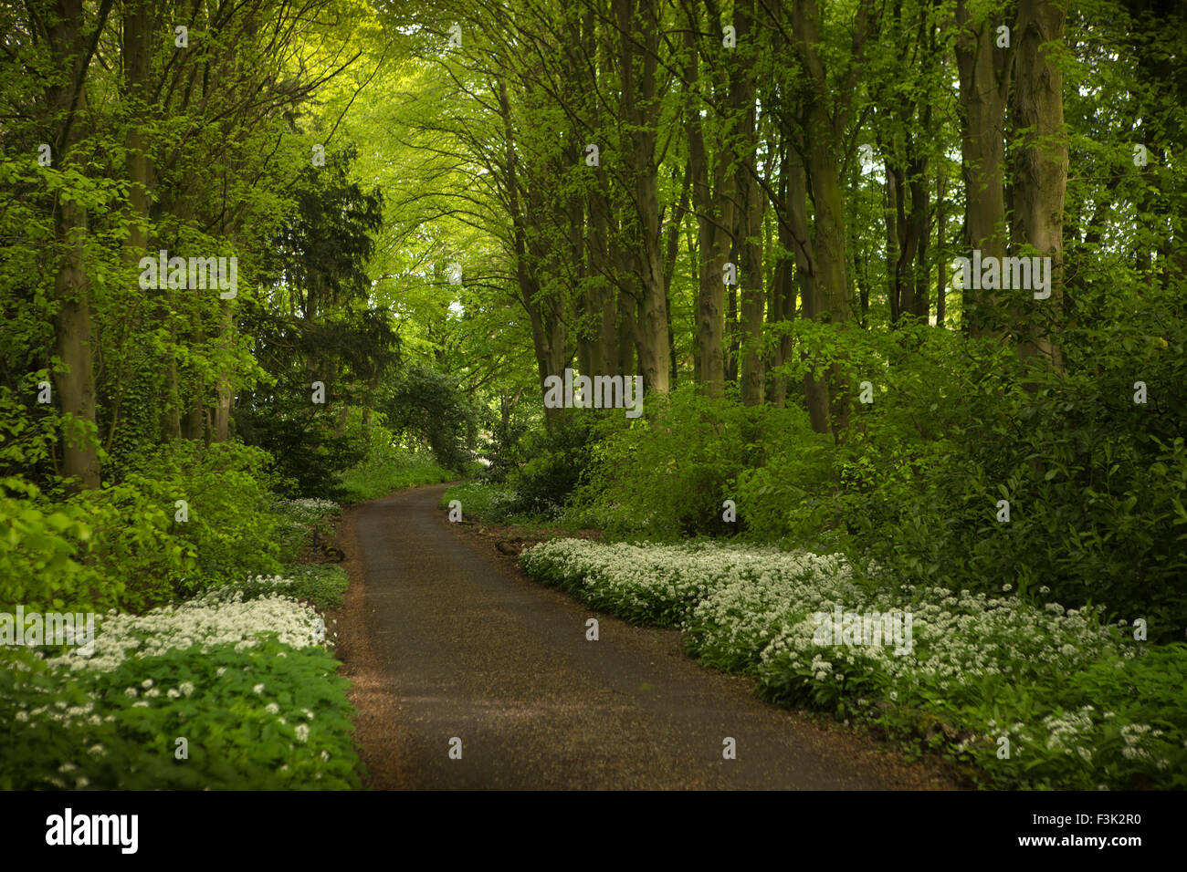 Regno Unito, Inghilterra, Yorkshire East Riding, Kilnwick Percy, Madhyamaka Kadampa Centro di Meditazione, percorso del bosco Foto Stock
