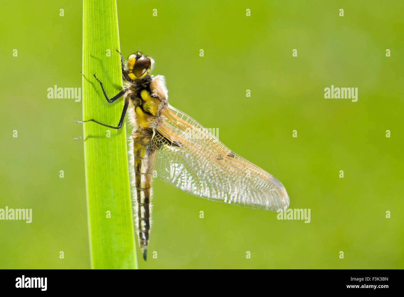 Appena emerso 4 posto Chaser Dragonfly ali di asciugatura sulla foglia di Iris - Libellula quadrimaculata Foto Stock
