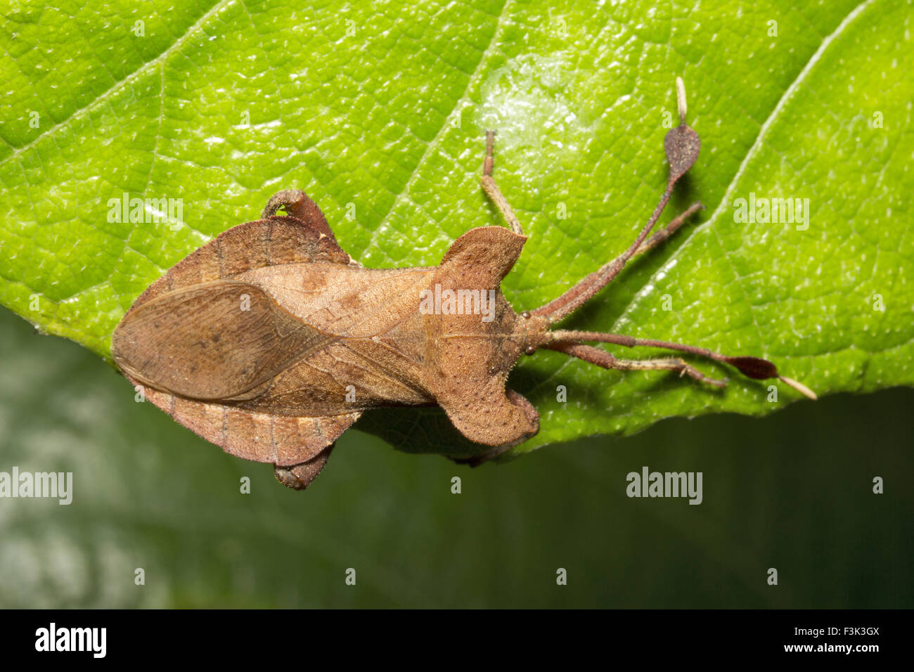 Leaf footed bug, Dalader sp, Coreidae, Aarey colonia di latte di Mumbai, India Foto Stock
