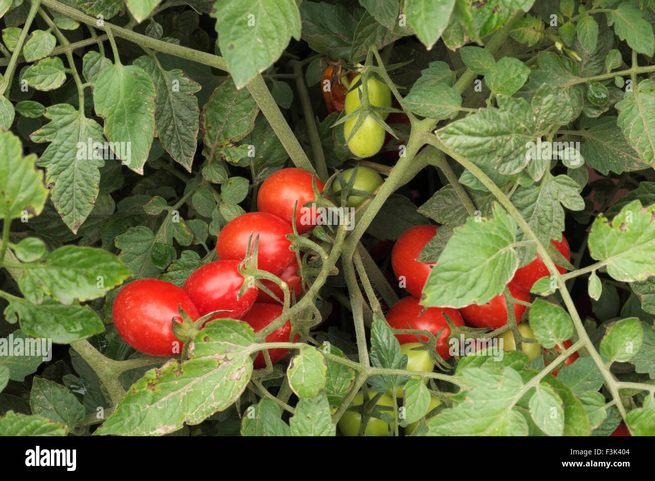 Pomodori ciliegia maturazione sulla vite in un campo nei pressi di Hebron, Illinois, Stati Uniti d'America Foto Stock