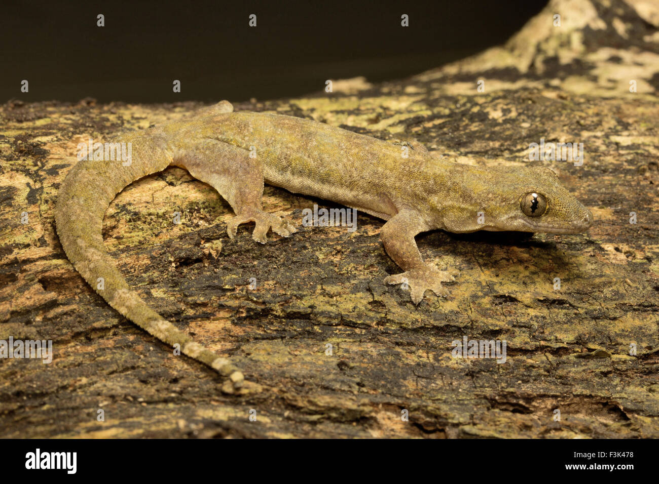 FLAT-tailed HOUSE GECKO, Hemidactylus platyurus, Gekkonidae, Jampue colline, Tripura , India Foto Stock