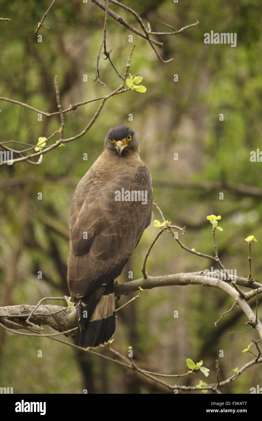 Crested Eagle serpente, Spilornis cheela, Accipitridae, Madhya Pradesh, India Foto Stock