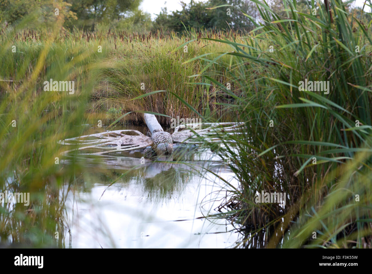 Un gigante grigio grigio cemento e metallo dragonfly scultura in acqua in una riserva naturale stagno con reed macis e bull rush REGNO UNITO Foto Stock