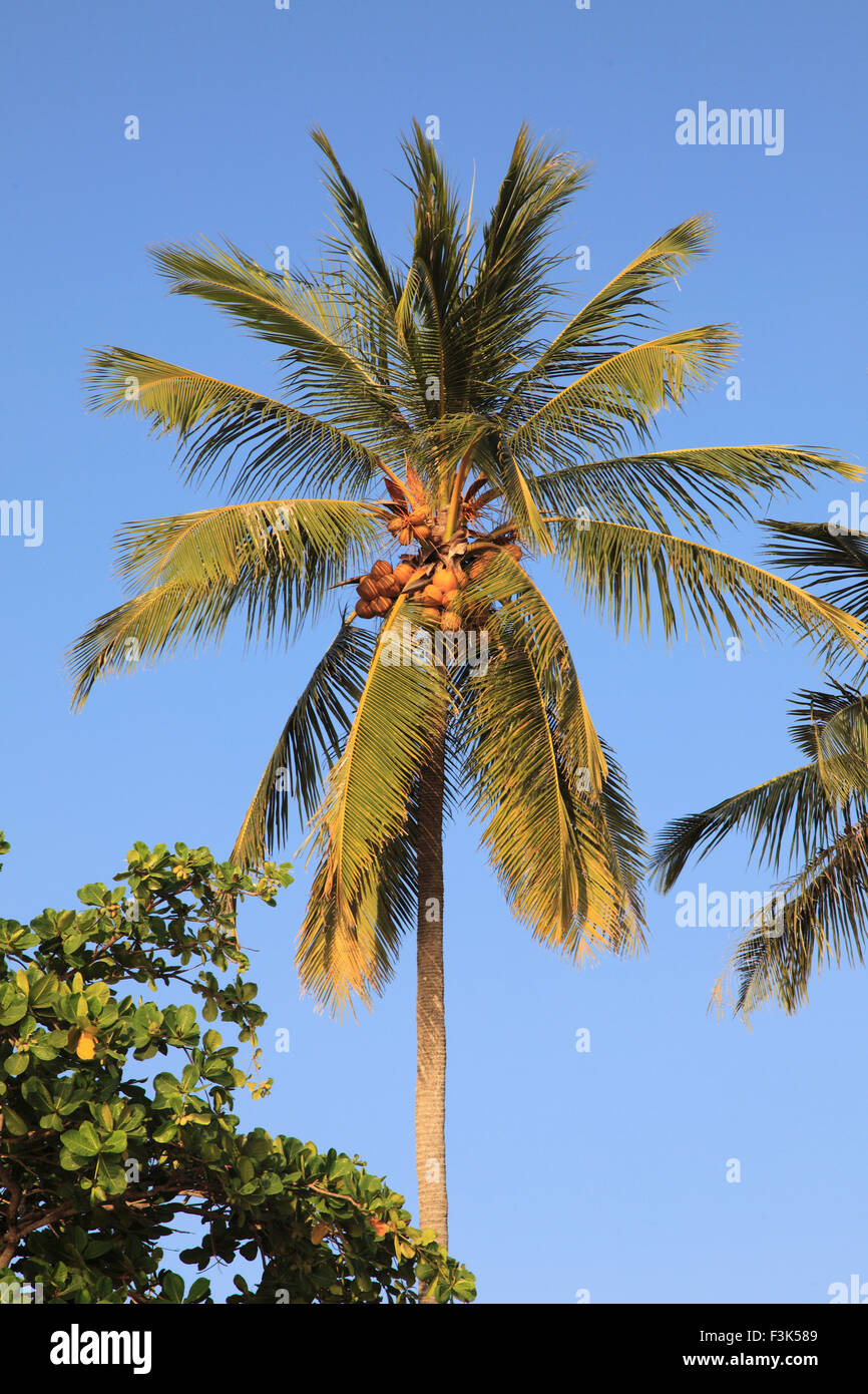 Thailandia, Krabi Ao Nang, spiaggia di cocco, palma, Foto Stock
