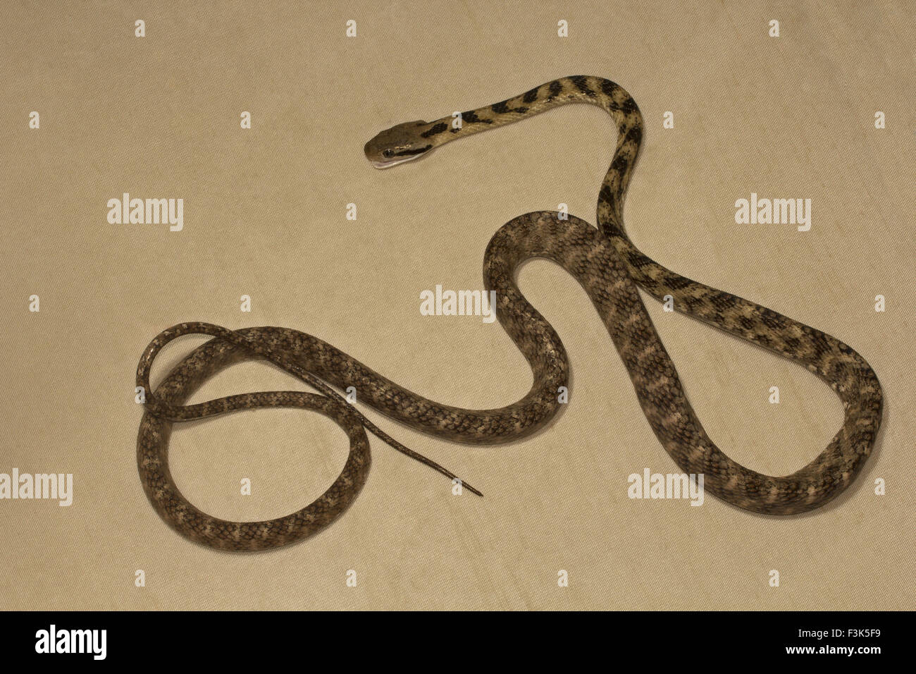 Cat snake, Boiga sp, Colubridae, Manu,Tripura, India Foto Stock