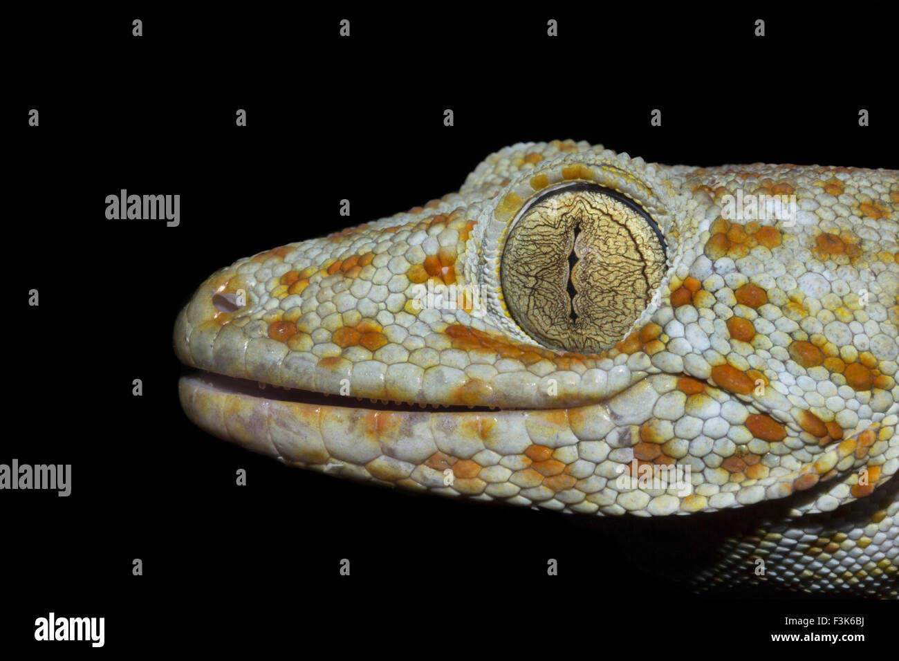 Vino di Tokay gecko Gekko gecko , Gekkonidae, Trishna, Tripura , India Foto Stock