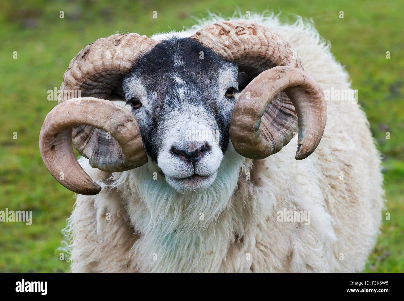 Testa con grandi corna di pecora (Buck - ram) sull'Isola di Skye in Scozia. Foto Stock