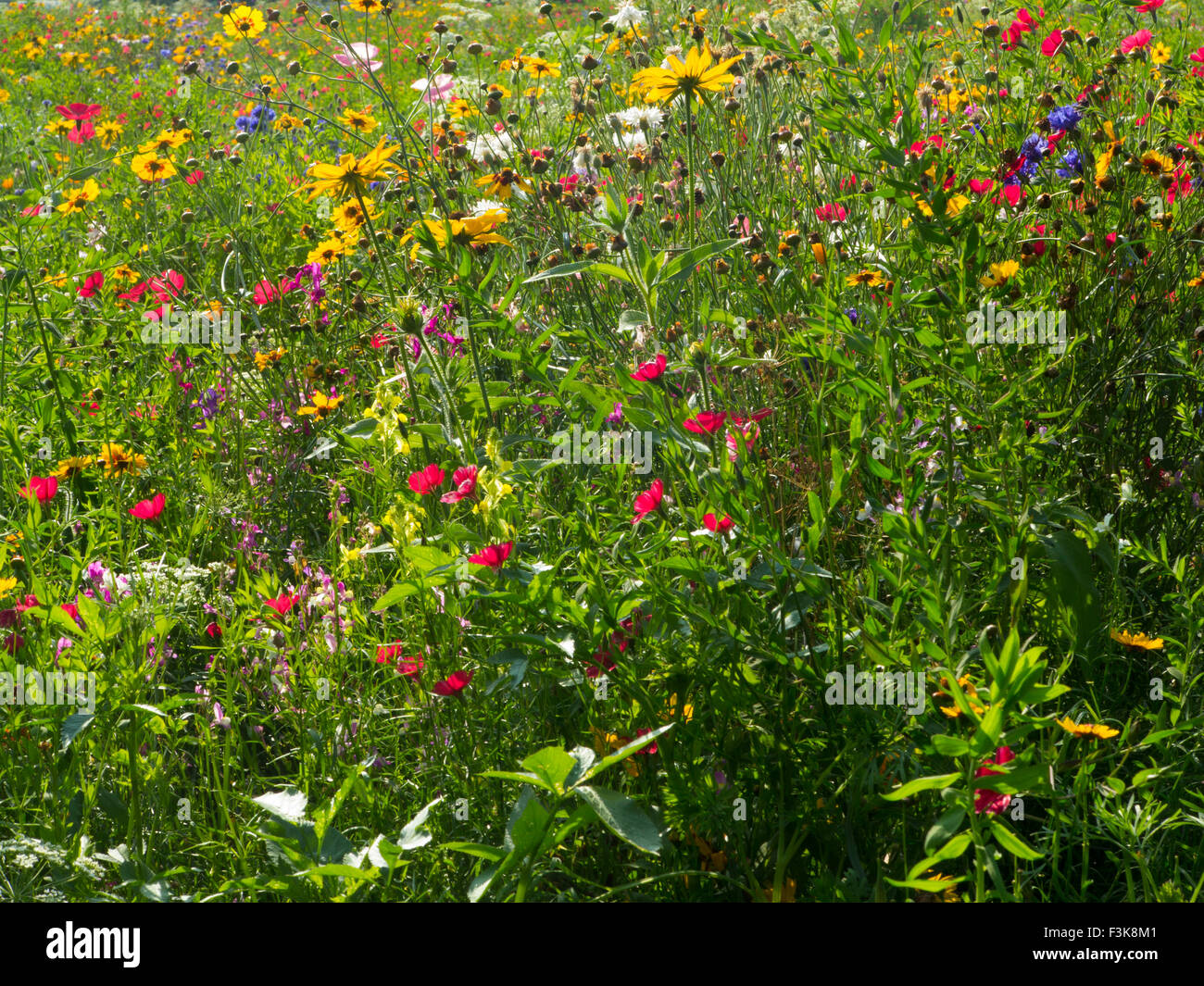 Brighty colorati fiori selvatici retroilluminata con il sole in un parco di Londra Foto Stock