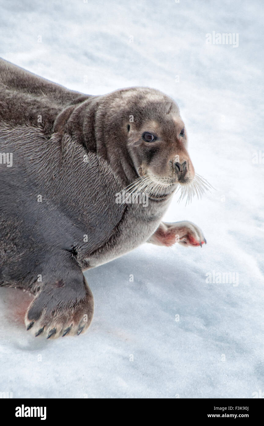 Close up ritratto di un barbuto guarnizione quadrata o pinna guarnizione, Erignathus barbatus, Hinlopen Strait, arcipelago delle Svalbard, Norvegia Foto Stock