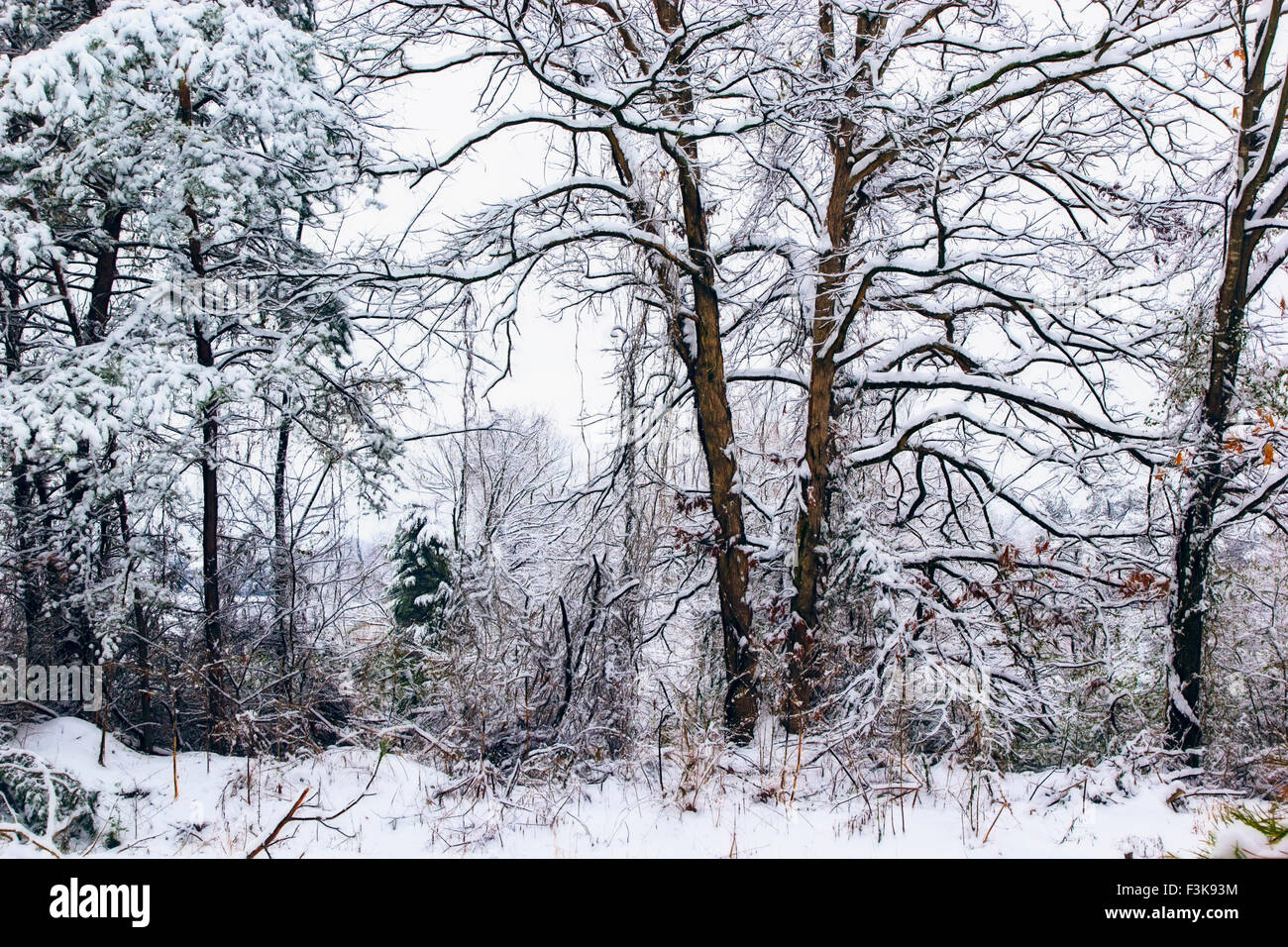 Fresche e pulite la neve che ricopre il suolo, rami di alberi e rami durante il tardo inverno nel rurale Sud Americano. Foto Stock