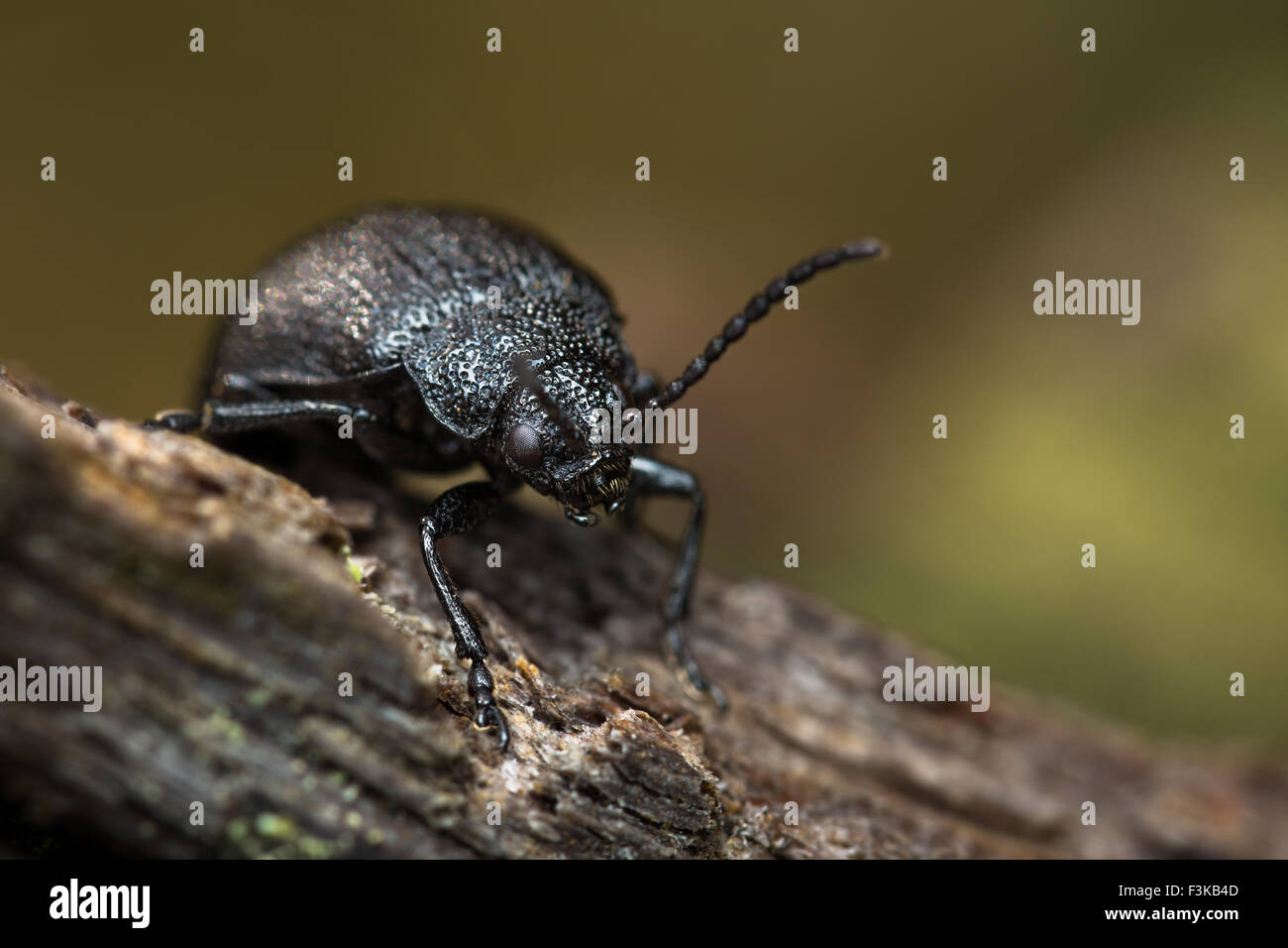 Galeruca tanaceti trovati in una foresta in Ardèche (Francia). Il suo aspetto minaccioso, è un vero e proprio piccolo mostro. Foto Stock