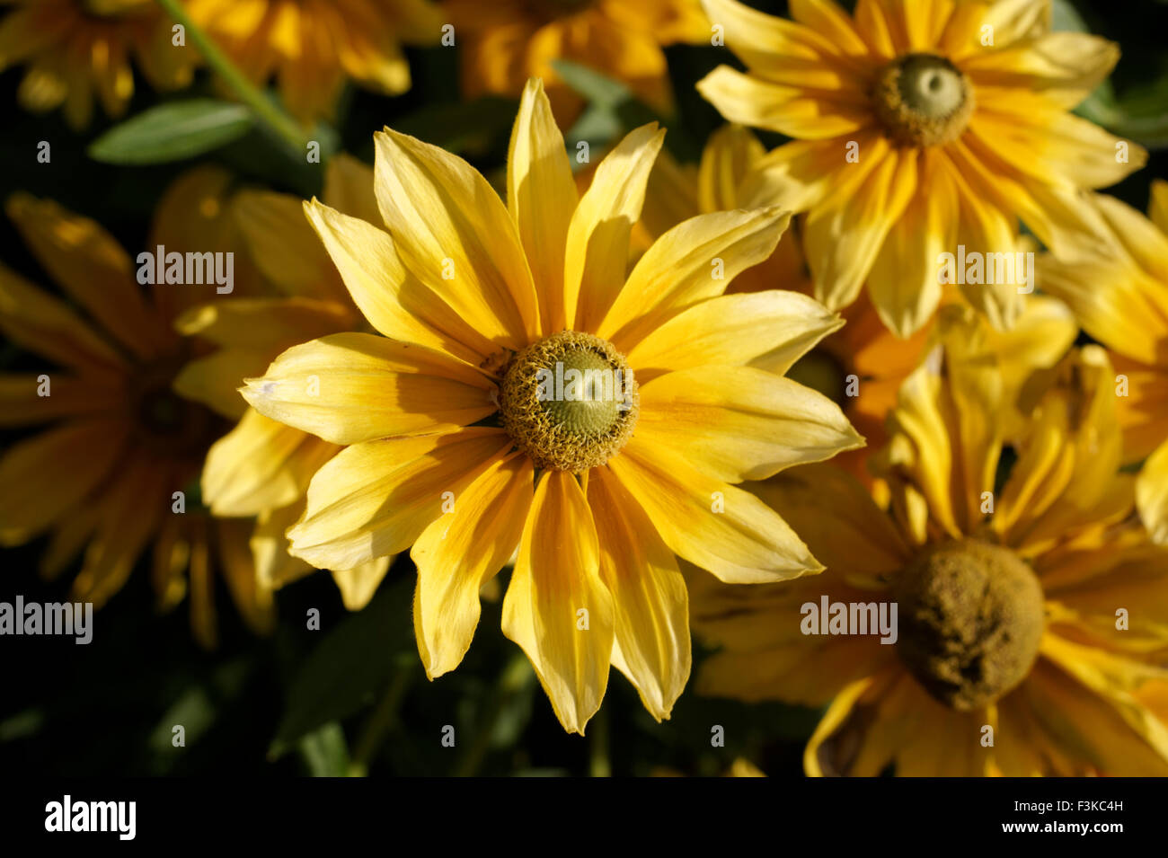 Rudbeckia hirta fiori o Prairie Sun, noto anche come Gloriosa Daisy o black-eyed Susan fotografato in tarda stagione di crescita Foto Stock