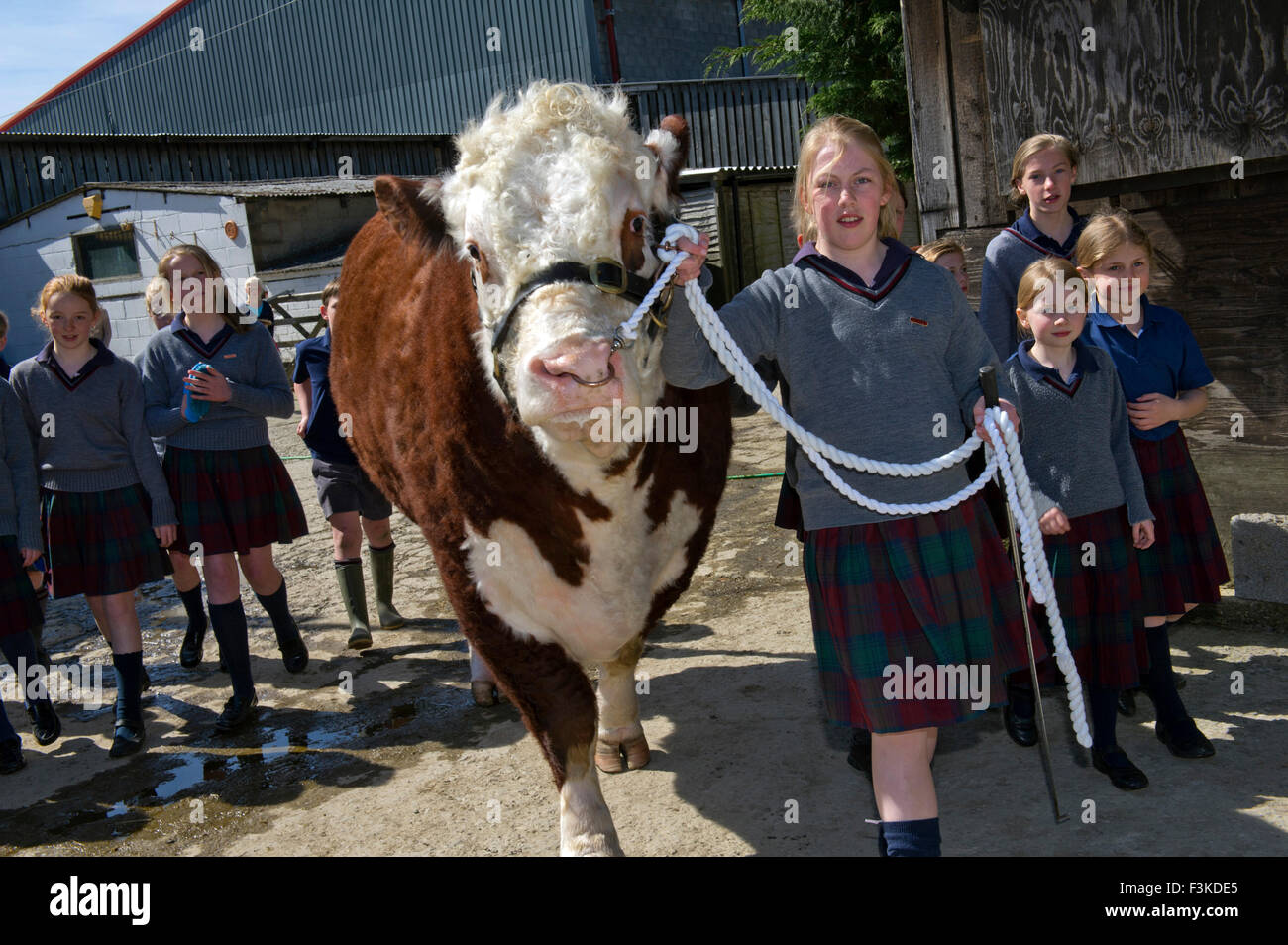 La scuola di olmi, Malvern, un co-educativo, indipendente, imbarco, scuola preparatoria, con allegata una fattoria. Un REGNO UNITO bambini bull Foto Stock