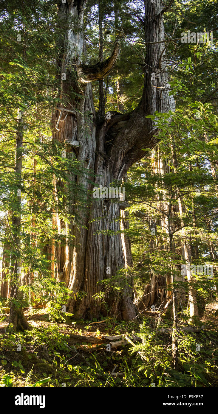 Magnifico vecchio cedro di crescita su un isola nel sud-est dell Alaska in luce filtrata. Foto Stock