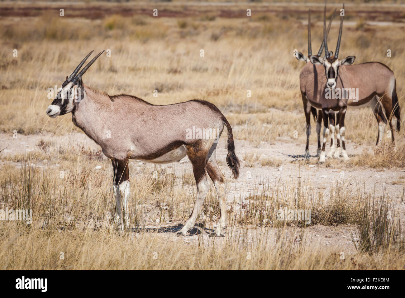 Gemsbok Oryx [Oryx gazella] Foto Stock