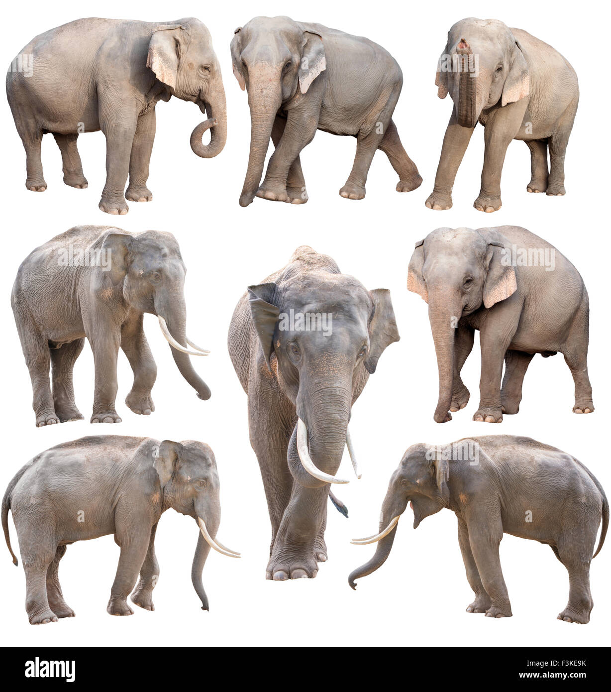 Maschi e femmine di elefante asiatico isolato su sfondo bianco Foto Stock