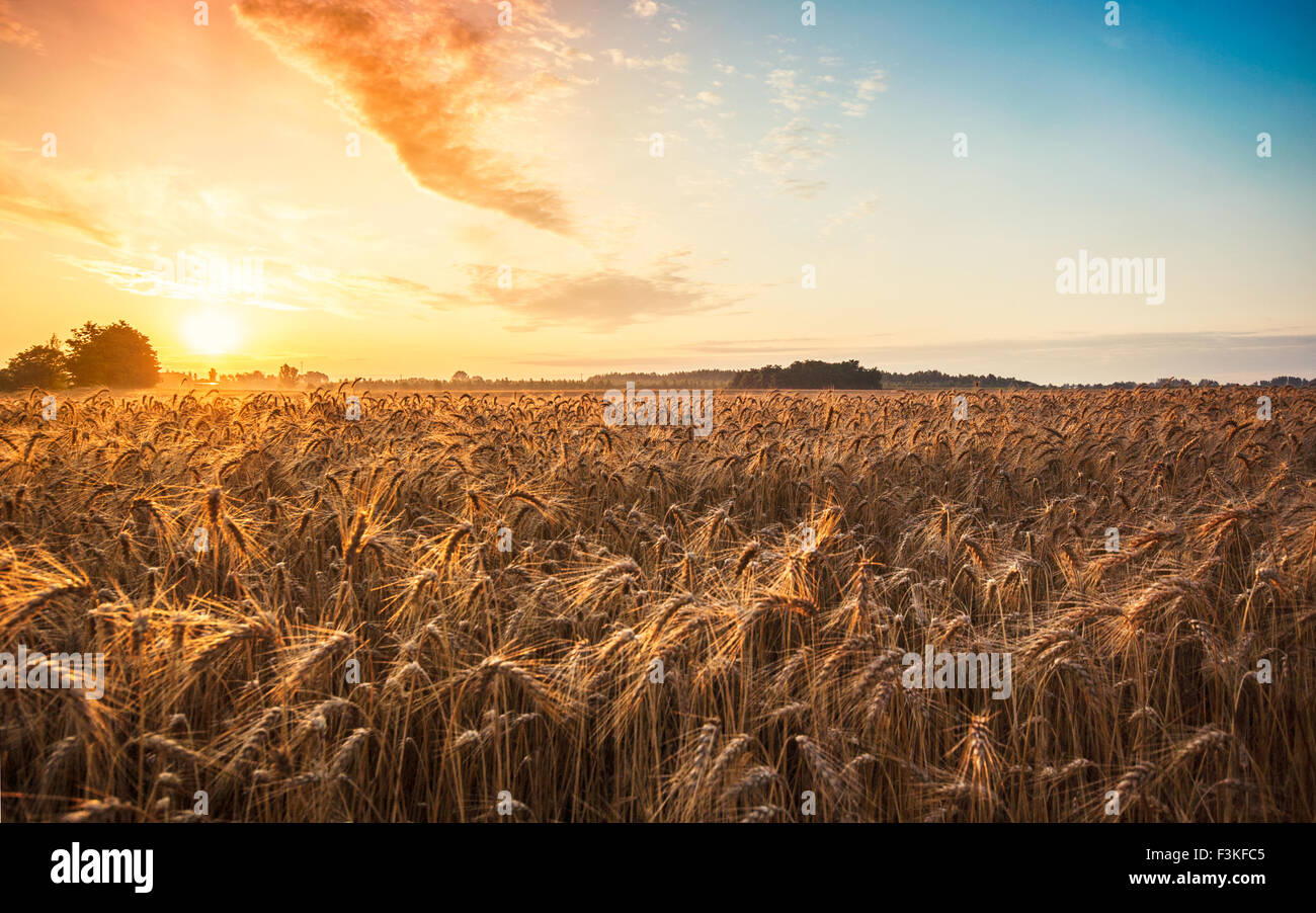 Magic sunrise con campo di grano in estate Ungheria ( razione 16:10 ) Foto Stock