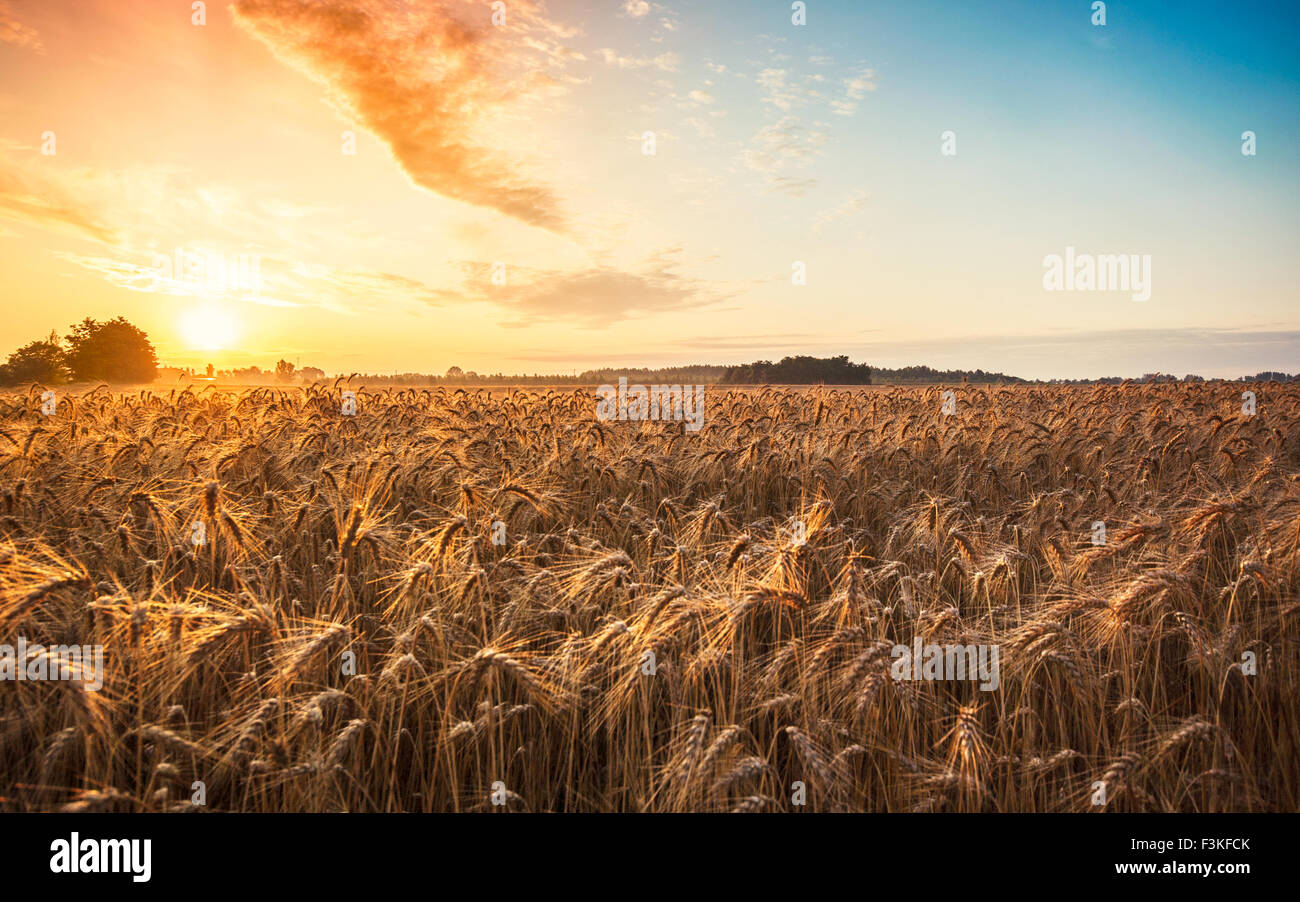 Magic sunrise con campo di grano in estate Ungheria ( razione 16:10 ) Foto Stock
