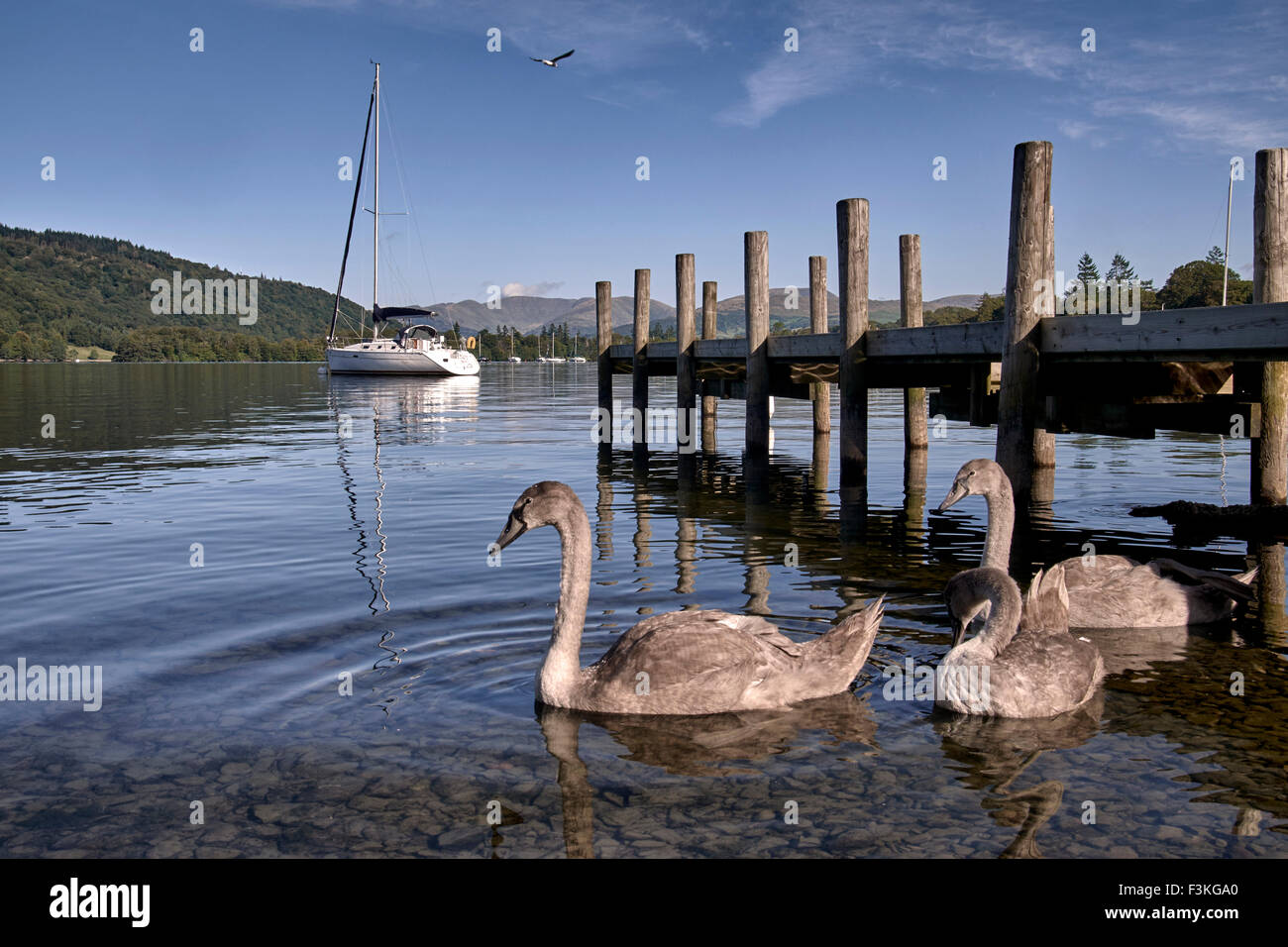 Lago Windermere Cumbria. Fauna selvatica, pontile privato e yacht a vela proprietari al lago Windermere. Lake District Cumbria Inghilterra Regno Unito Foto Stock