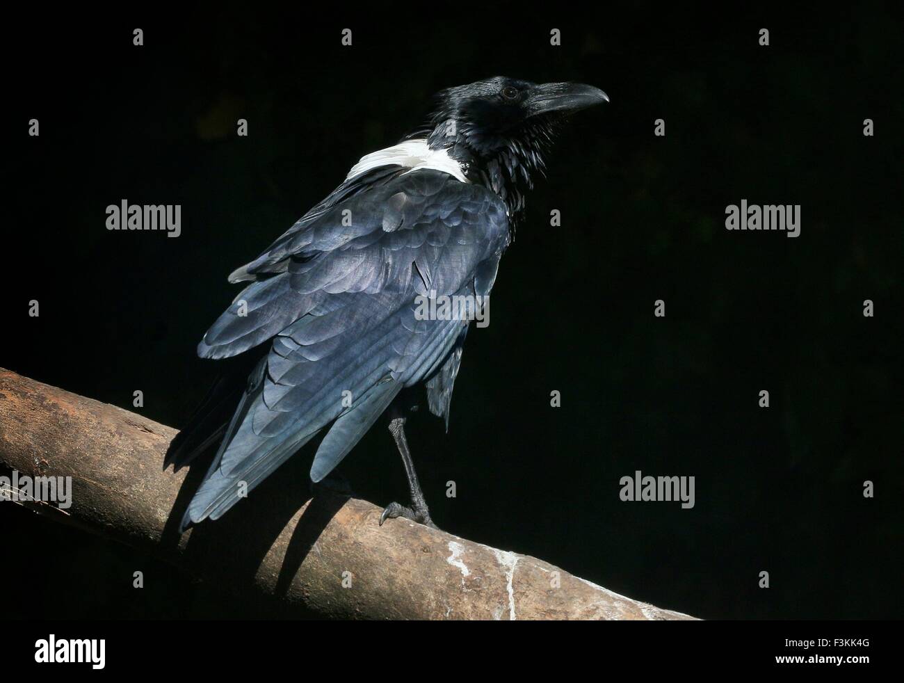 African Pied crow (Corvus albus), un corvo di piccole dimensioni native raven nell Africa sub-sahariana Foto Stock