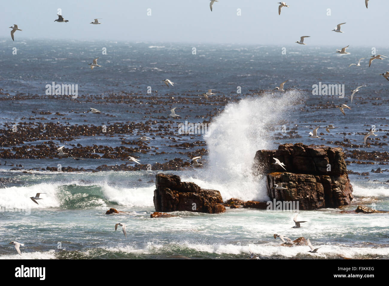 Gli uccelli e le onde del mare presso il Capo di Buona Speranza, punta meridionale dell'Africa, Table Mountain National Park, Simonstown, Sud Afric Foto Stock