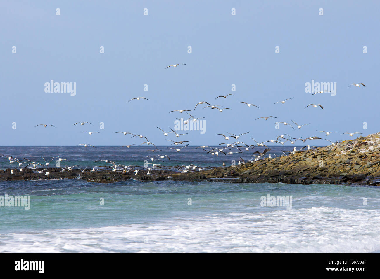 Gruppo di gabbiani sorvolano la costa, Bertha's Beach, Isole Falkland. Foto Stock