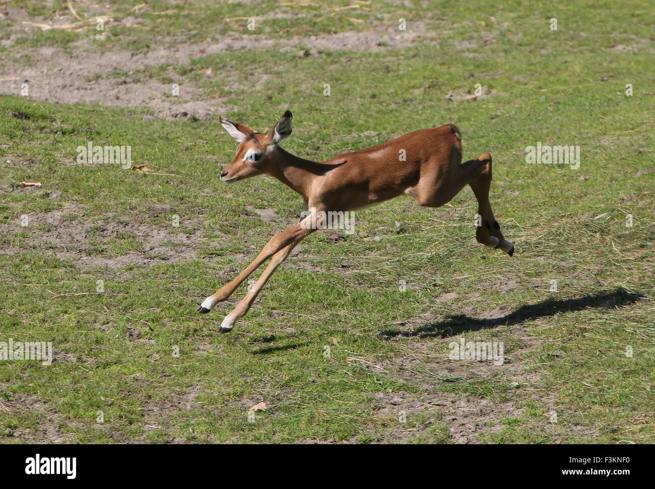 Una settimana di età baby Impala polpaccio (Aepyceros melampus) salto e correre intorno Foto Stock