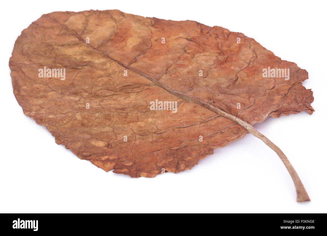 Foglie di tabacco secco lascia il sigaro pianta marrone isolato Foto Stock