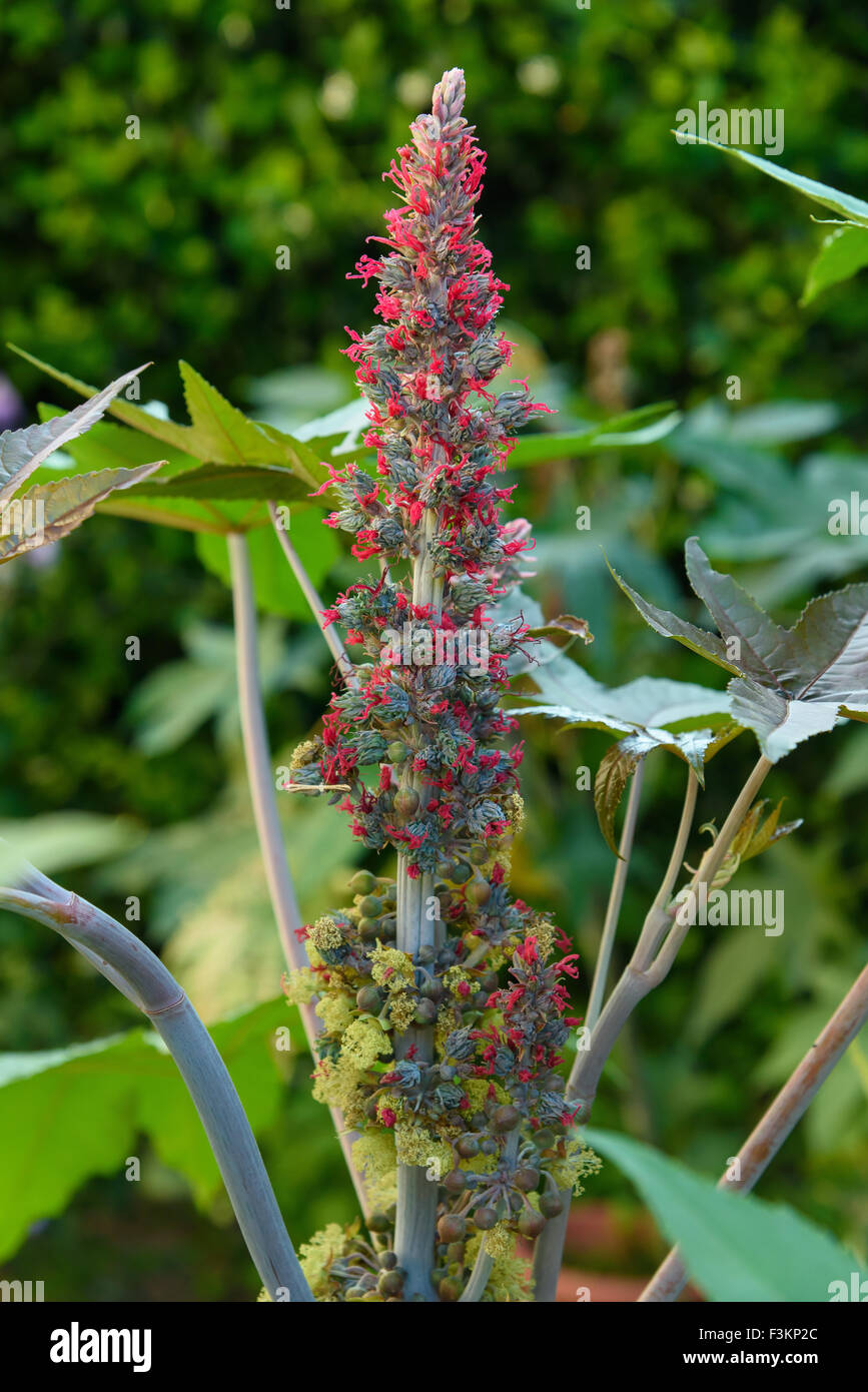 Pianta di ricino con fiori e foglie Foto Stock