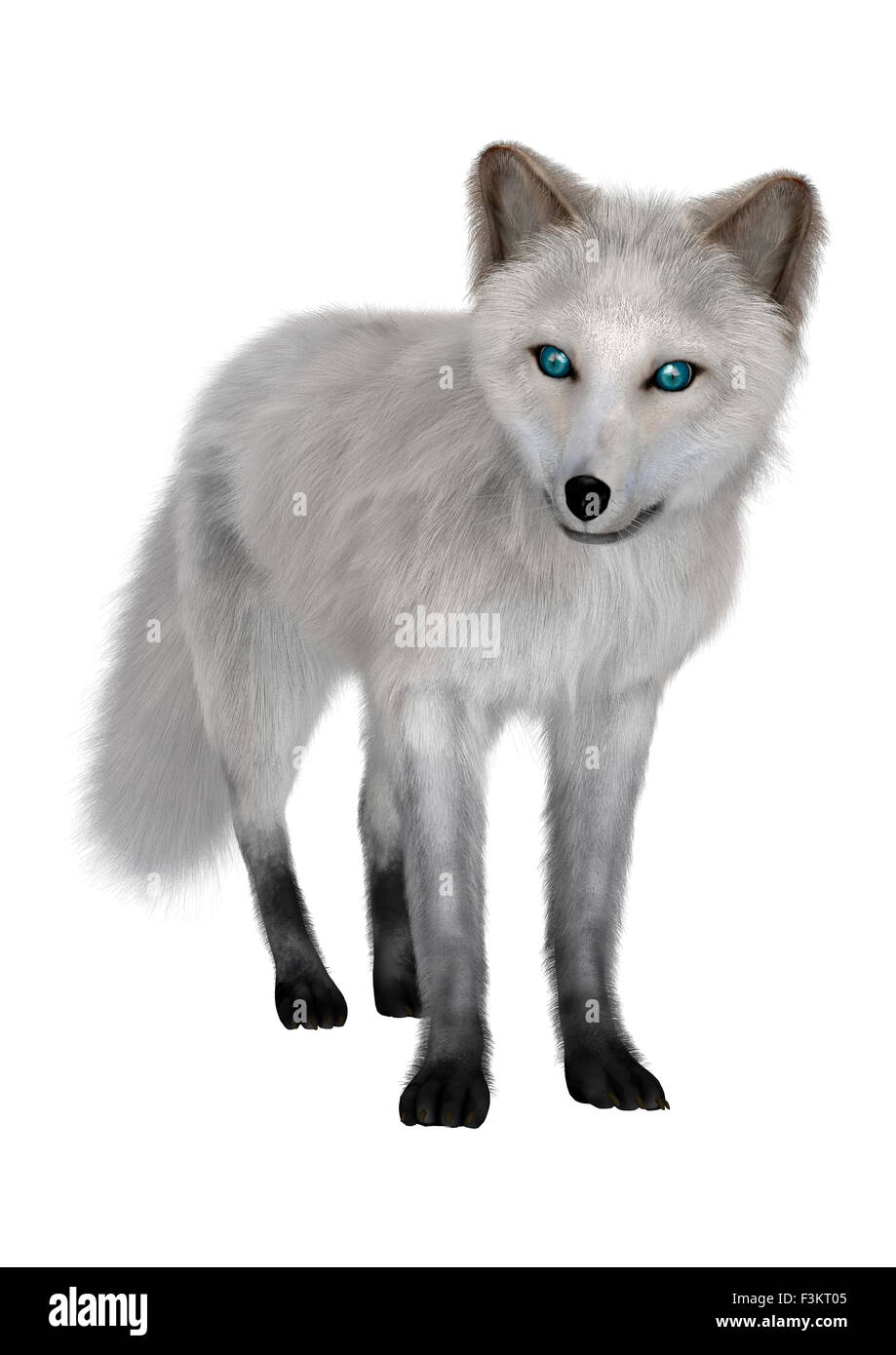 3D render digitale di una volpe artica isolati su sfondo bianco Foto stock - Alamy