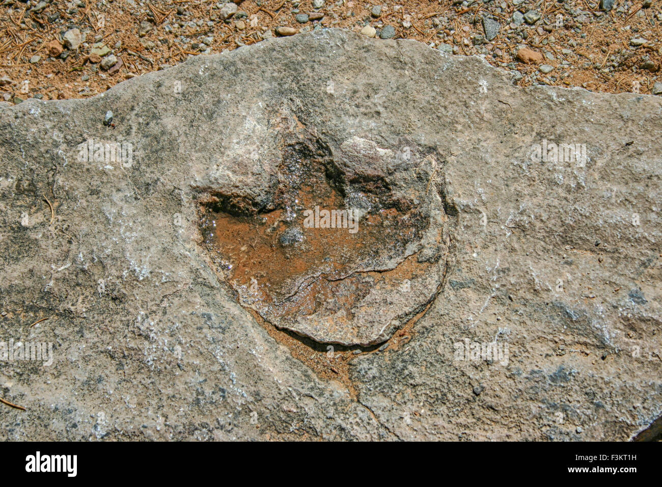Presumibilmente una impronta di dinosauro in Colorado Foto Stock