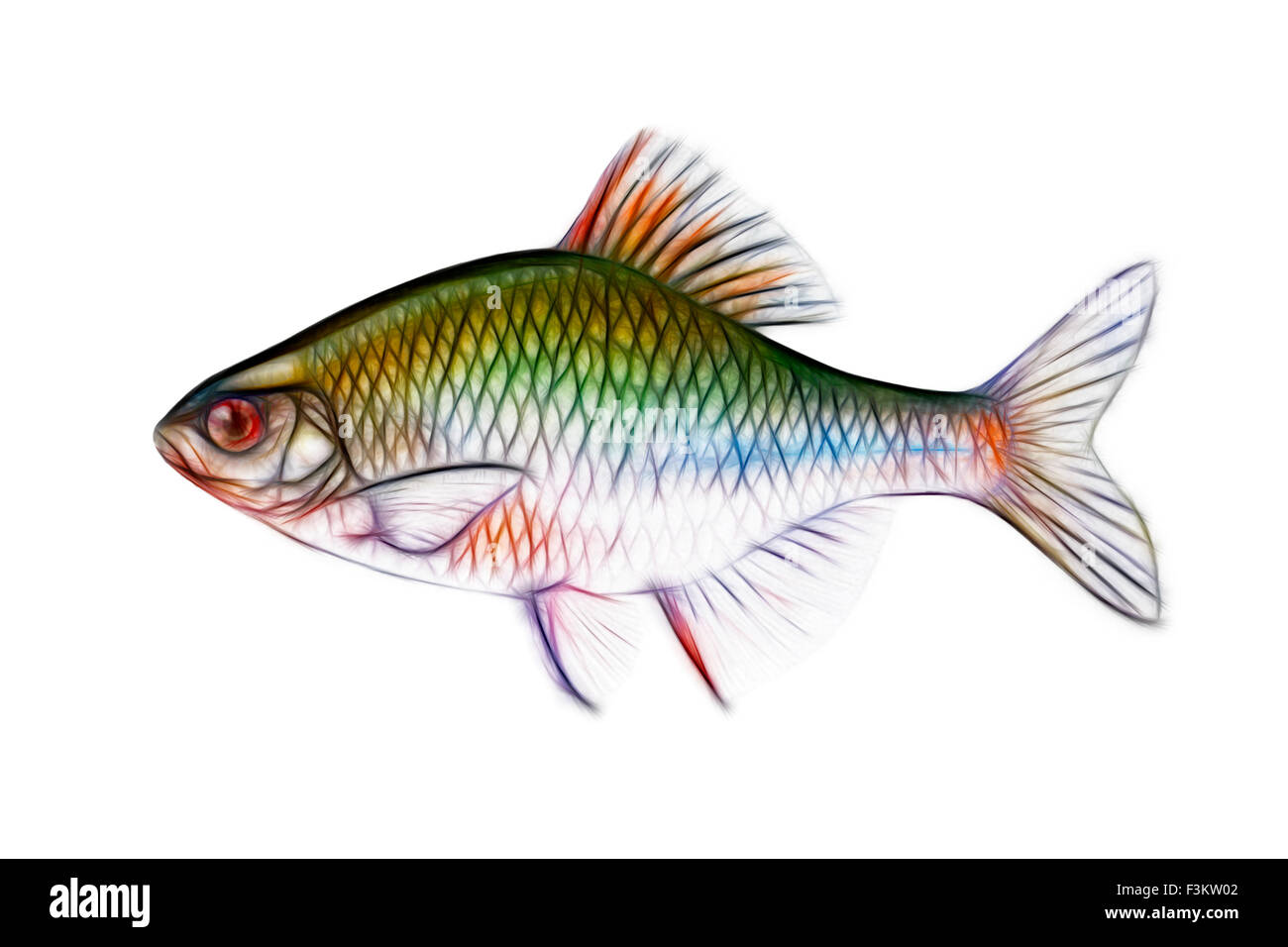 Rappresentazione stilizzata di un Amur (bitterling Rhodeus sericeus) Illustrazione stylisée de bouvière (Rhodeus sericeus amarus) Foto Stock