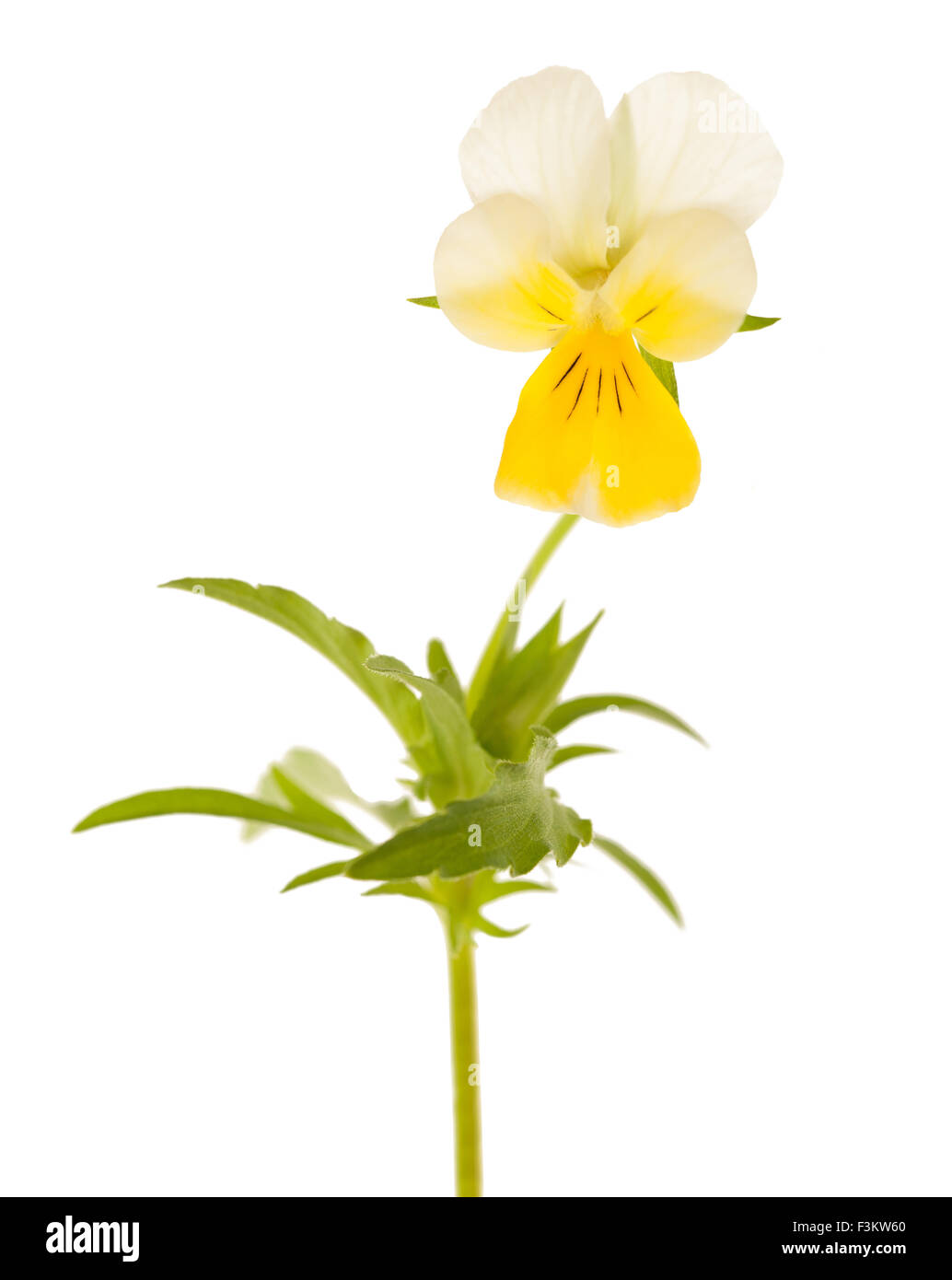 Pansy flower isolato su bianco Foto Stock
