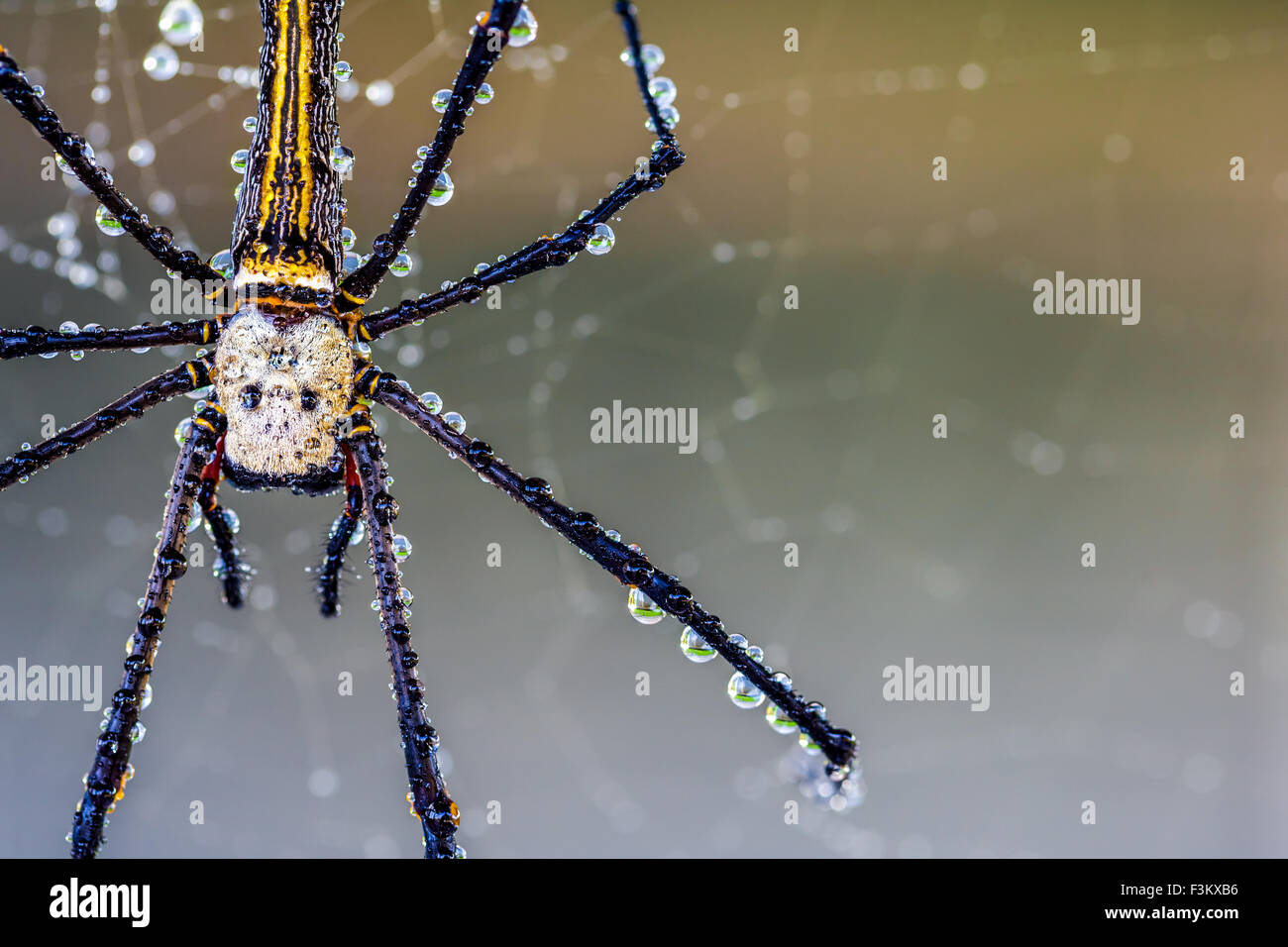 Un ragno wed whit una seta dorata orb-weaver spider whit gocce d'acqua Foto Stock