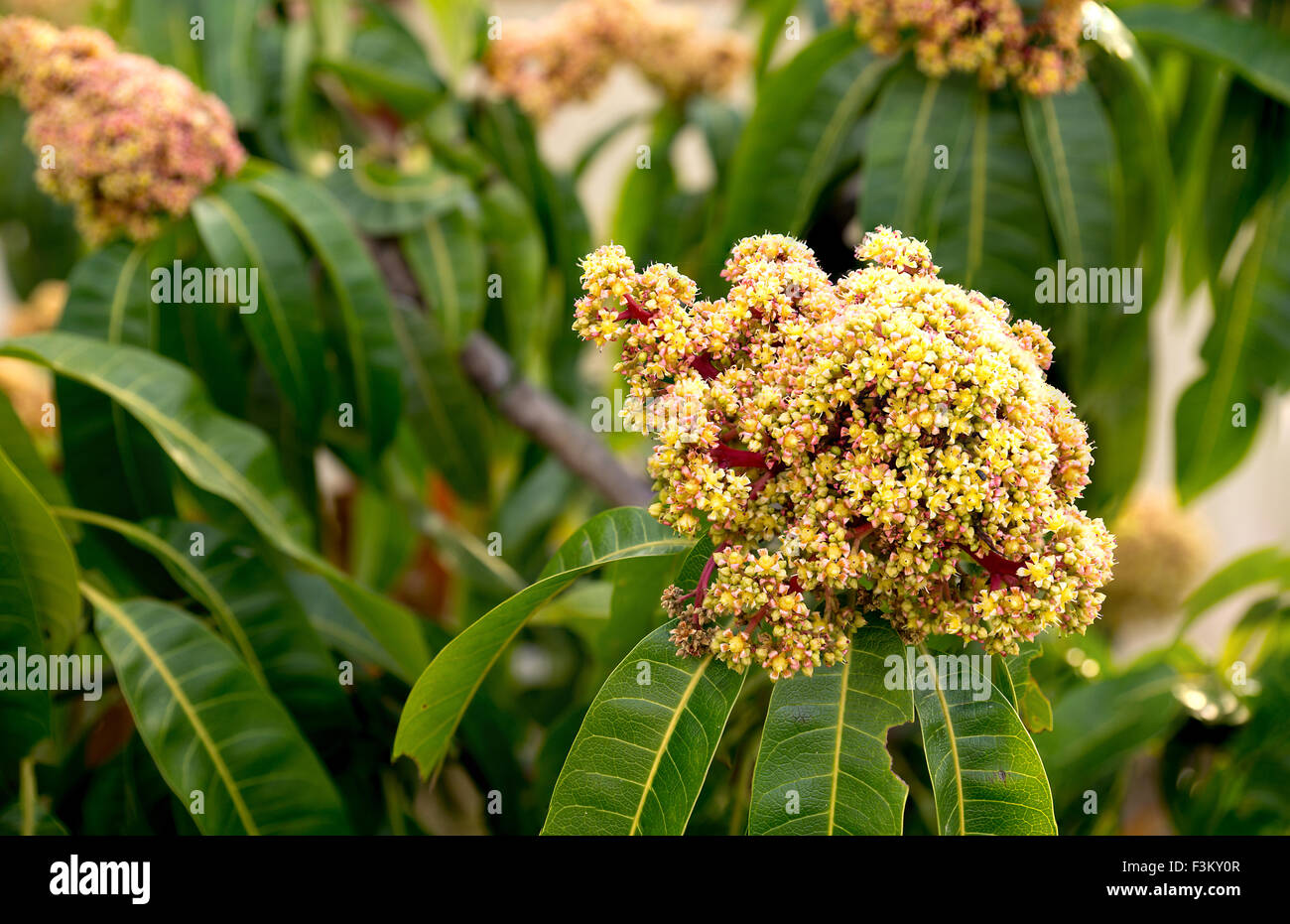 Giallo e rosso fiorire il Mango Tree con foglie di colore verde Foto Stock