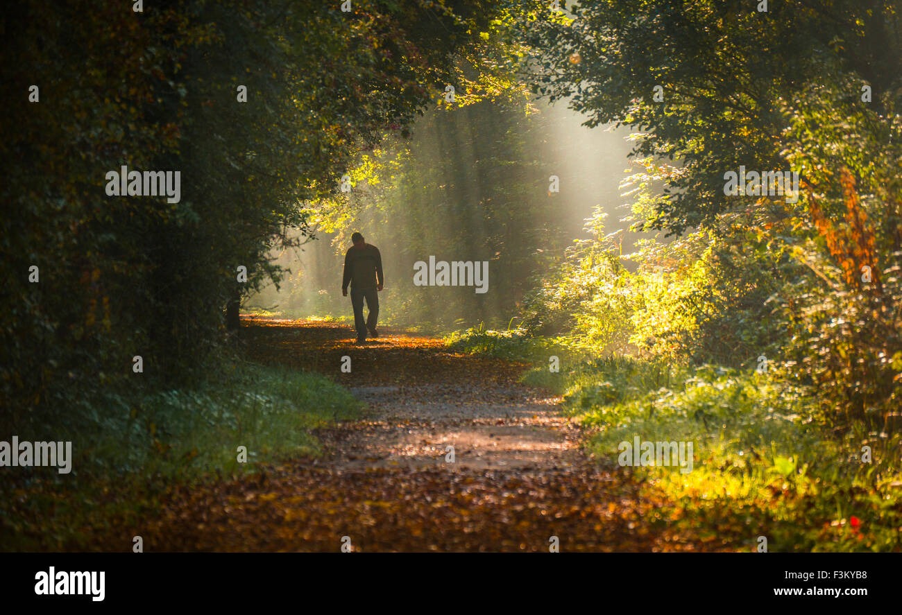 Long Itchington, Warwickshire, Regno Unito. Il 9 ottobre 2015. Maschio a piedi lungo la corsia di Stonebridge smontaggio della linea ferroviaria. Alberi di luce solare in filtri per la nebulizzazione attraverso le foglie su un soleggiato fredda mattina autunnale. Credito: Dan Tucker/Alamy Live News Foto Stock