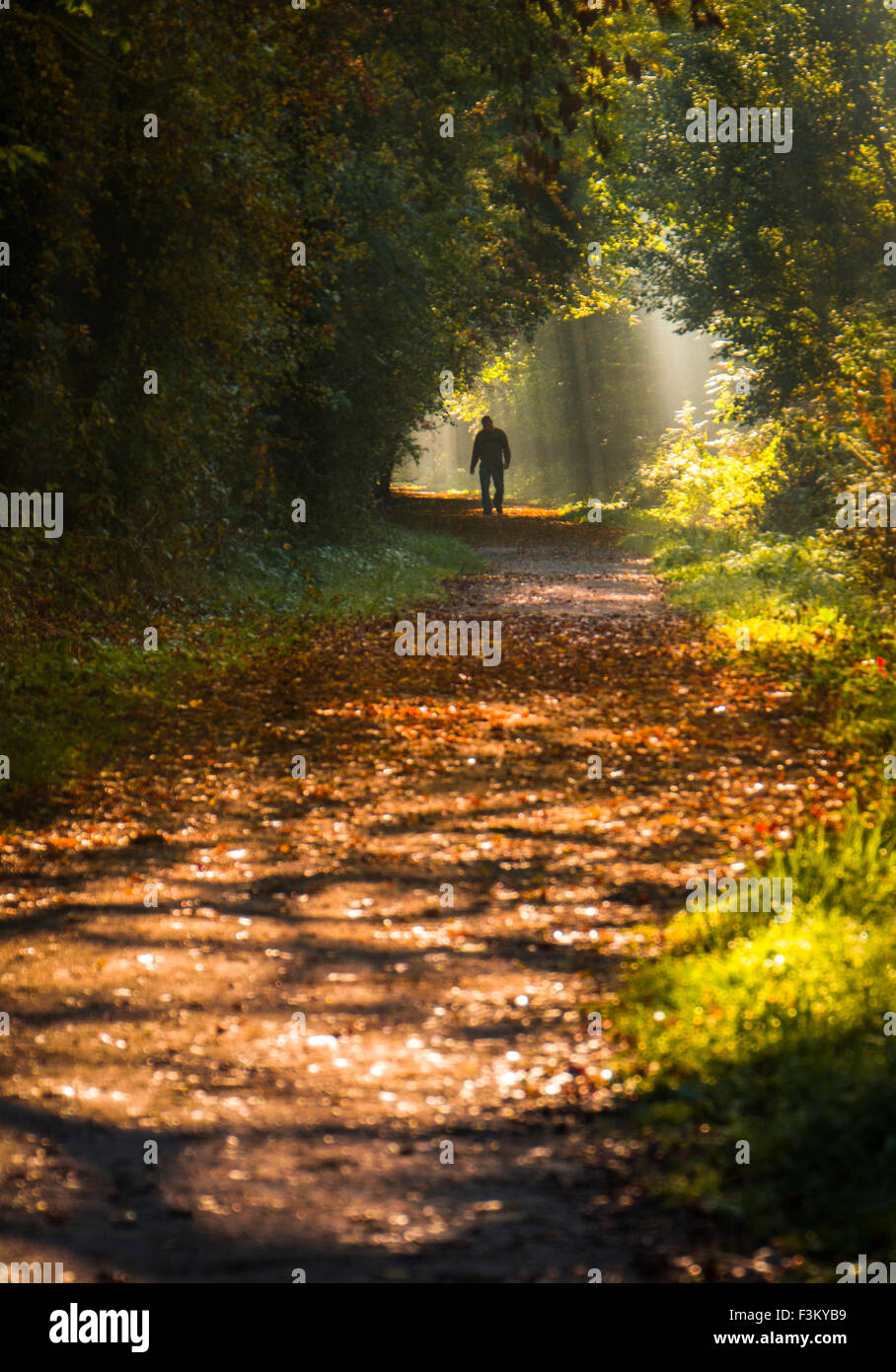 Long Itchington, Warwickshire, Regno Unito. Il 9 ottobre 2015. Maschio a piedi lungo Stonebridge Lane smontaggio della linea ferroviaria. Alberi di luce solare in filtri per la nebulizzazione attraverso le foglie su un soleggiato fredda mattina autunnale. Credito: Dan Tucker/Alamy Live News Foto Stock