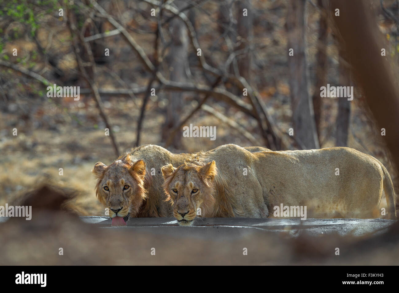 I Lions asiatico bere presso l uomo fatto di corpo di acqua (Panthera leo persica) in GIR forest, Gujarat, India. Foto Stock